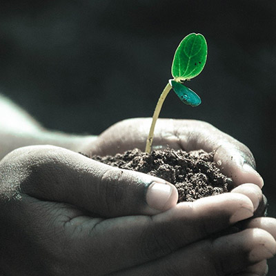 Mať sa na čo tešiť ruky rastlinka rast nový život